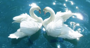 love-birds-wallpapers-1024x768